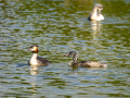 Somormujo lavanco - Podiceps cristatus - Cabussó emplomallat