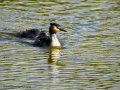 Somormujo lavanco - Podiceps cristatus - Cabussó emplomallat