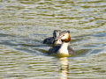 Somormujo lavanco - Podiceps cristatus - Cabussó emplomallat