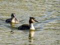 Somormujo lavanco - Podiceps cristatus - Cabussó emplomallat