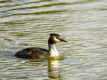 Somormujo lavanco - Podiceps cristatus - Cabussó emplomallat