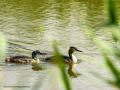 Somormujo lavanco - Podiceps cristatus - Cabussó emplomallat