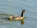 Somormujo lavanco - Podiceps cristatus - Cabussó emplomallat