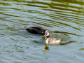 Somormujo lavanco - Podiceps cristatus - Cabussó emplomallat