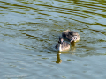 Somormujo lavanco - Podiceps cristatus - Cabussó emplomallat