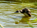 Somormujo lavanco - Podiceps cristatus - Cabussó emplomallat