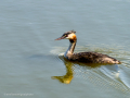 Somormujo lavanco - Podiceps cristatus - Cabussó emplomallat