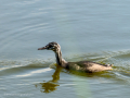 Somormujo lavanco - Podiceps cristatus - Cabussó emplomallat