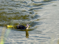 Somormujo lavanco - Podiceps cristatus - Cabussó emplomallat