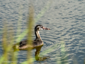 Somormujo lavanco - Podiceps cristatus - Cabussó emplomallat