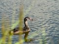Somormujo lavanco - Podiceps cristatus - Cabussó emplomallat