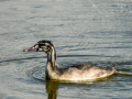 Somormujo lavanco - Podiceps cristatus - Cabussó emplomallat