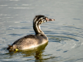 Somormujo lavanco - Podiceps cristatus - Cabussó emplomallat