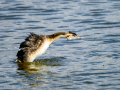 Somormujo lavanco - Podiceps cristatus - Cabussó emplomallat