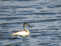 Somormujo lavanco - Podiceps cristatus - Cabussó emplomallat