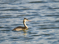 Somormujo lavanco - Podiceps cristatus - Cabussó emplomallat