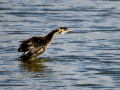 Somormujo lavanco - Podiceps cristatus - Cabussó emplomallat