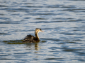 Somormujo lavanco - Podiceps cristatus - Cabussó emplomallat