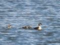 Somormujo lavanco - Podiceps cristatus - Cabussó emplomallat