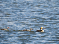 Somormujo lavanco - Podiceps cristatus - Cabussó emplomallat