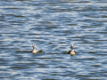 Somormujo lavanco - Podiceps cristatus - Cabussó emplomallat