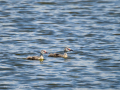 Somormujo lavanco - Podiceps cristatus - Cabussó emplomallat