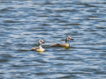 Somormujo lavanco - Podiceps cristatus - Cabussó emplomallat