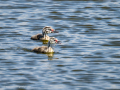 Somormujo lavanco - Podiceps cristatus - Cabussó emplomallat