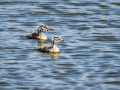 Somormujo lavanco - Podiceps cristatus - Cabussó emplomallat