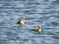 Somormujo lavanco - Podiceps cristatus - Cabussó emplomallat