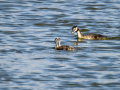 Somormujo lavanco - Podiceps cristatus - Cabussó emplomallat