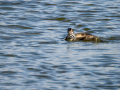 Somormujo lavanco - Podiceps cristatus - Cabussó emplomallat