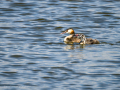 Somormujo lavanco - Podiceps cristatus - Cabussó emplomallat