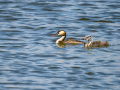 Somormujo lavanco - Podiceps cristatus - Cabussó emplomallat