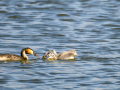 Somormujo lavanco - Podiceps cristatus - Cabussó emplomallat