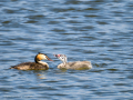 Somormujo lavanco - Podiceps cristatus - Cabussó emplomallat