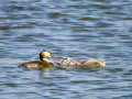 Somormujo lavanco - Podiceps cristatus - Cabussó emplomallat