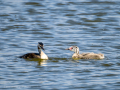 Somormujo lavanco - Podiceps cristatus - Cabussó emplomallat