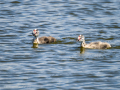 Somormujo lavanco - Podiceps cristatus - Cabussó emplomallat