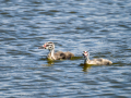 Somormujo lavanco - Podiceps cristatus - Cabussó emplomallat