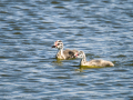 Somormujo lavanco - Podiceps cristatus - Cabussó emplomallat