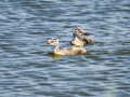 Somormujo lavanco - Podiceps cristatus - Cabussó emplomallat