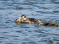 Somormujo lavanco - Podiceps cristatus - Cabussó emplomallat