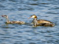 Somormujo lavanco - Podiceps cristatus - Cabussó emplomallat