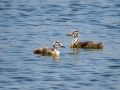 Somormujo lavanco - Podiceps cristatus - Cabussó emplomallat