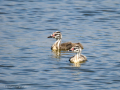 Somormujo lavanco - Podiceps cristatus - Cabussó emplomallat