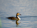 Somormujo lavanco - Podiceps cristatus - Cabussó emplomallat