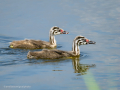 Somormujo lavanco - Podiceps cristatus - Cabussó emplomallat