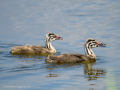 Somormujo lavanco - Podiceps cristatus - Cabussó emplomallat