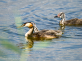 Somormujo lavanco - Podiceps cristatus - Cabussó emplomallat